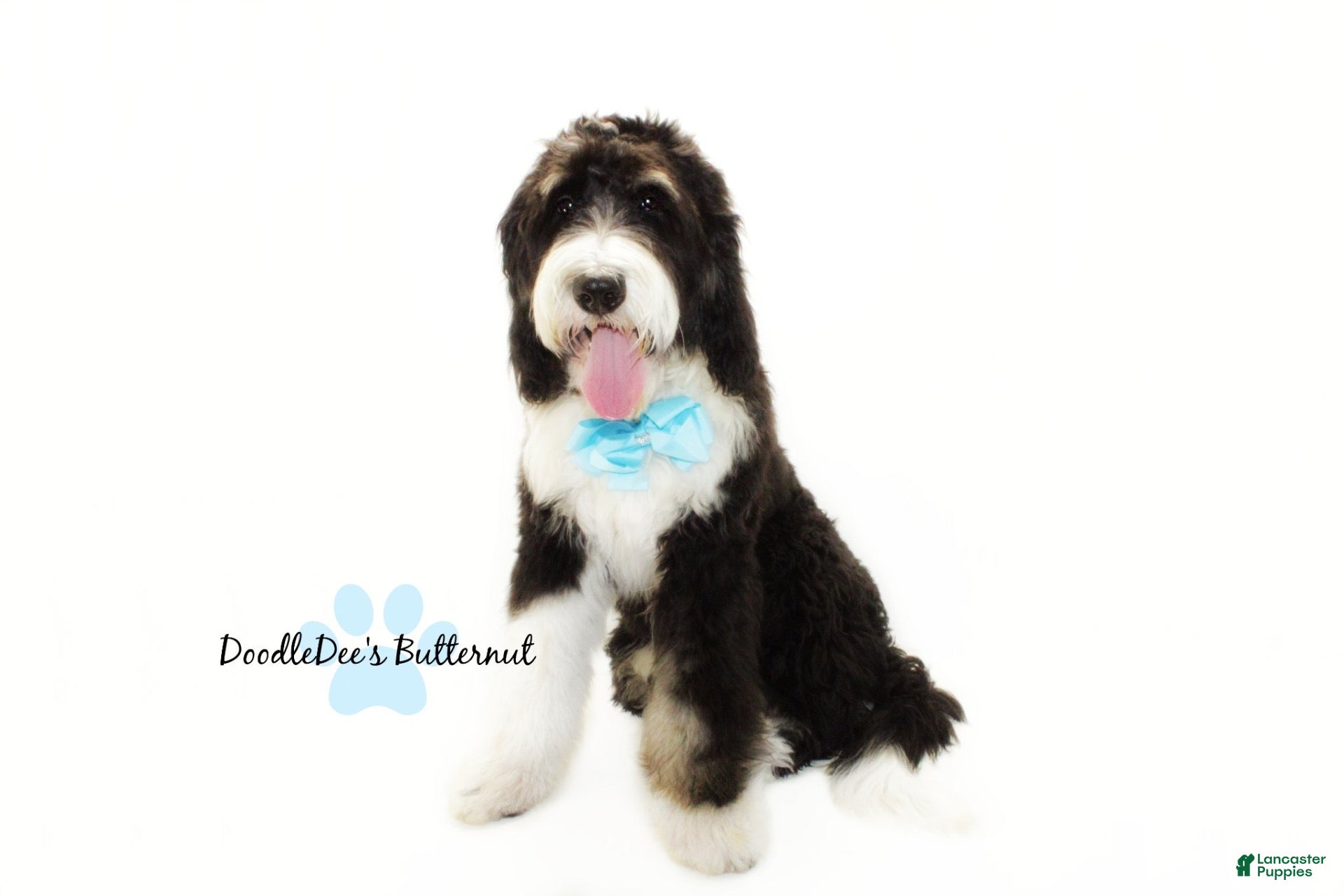 Bernedoodle dogs Bernedoodle Puppy - Ad 2