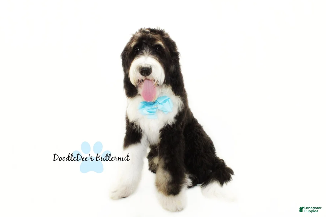 Bernedoodle dogs for sale: Bernedoodle Puppy - Ad 2