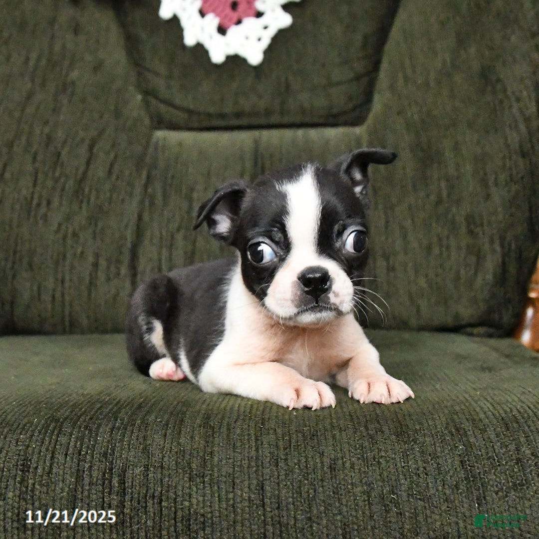 Boston Terrier dogs for sale: Ruby - Ad 5