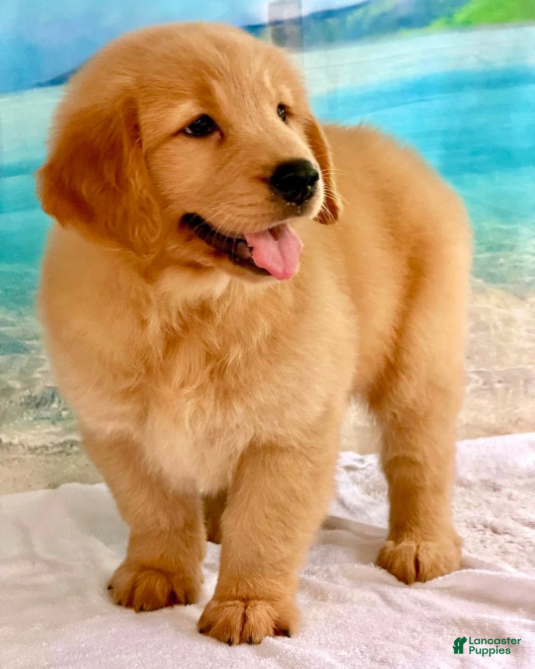 Golden Retriever dogs for sale: Golden Retriever 1 - Ad 1
