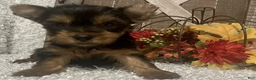 Yorkshire Terrier dogs for sale: Lucy - Ad 4