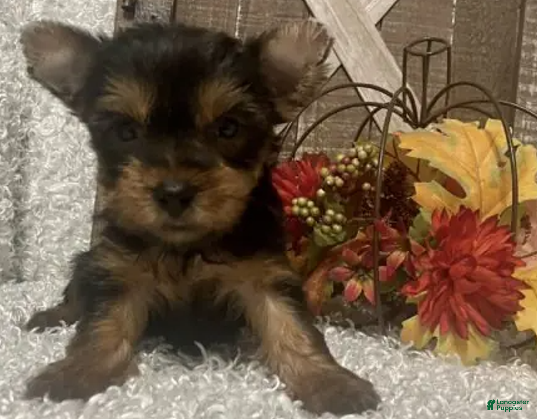 Yorkshire Terrier dogs for sale: Lucy - Ad 4