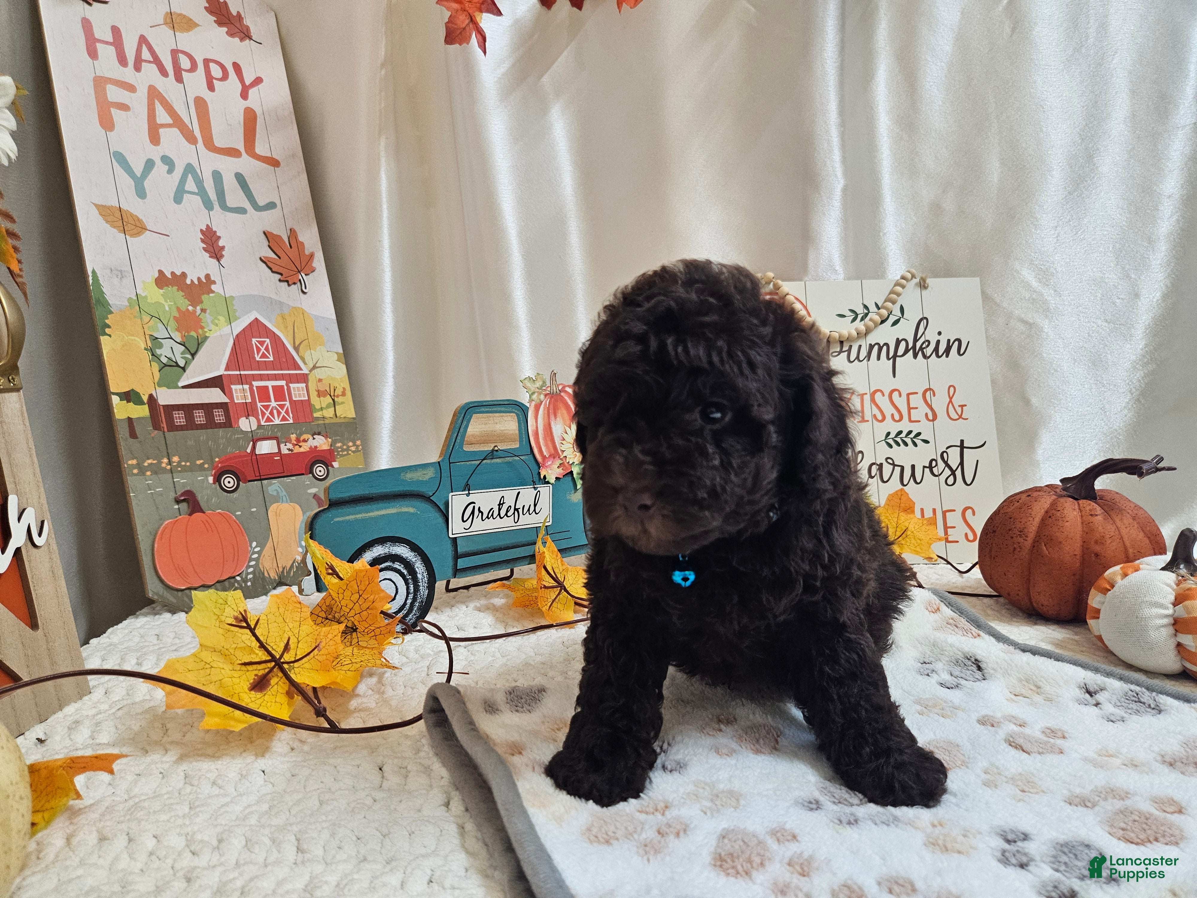 Miniature Poodle dogs Arnold Jay - Ad 9