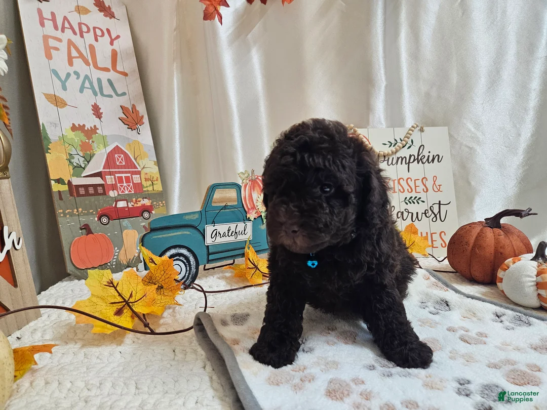 Miniature Poodle dogs for sale: Arnold Jay - Ad 1