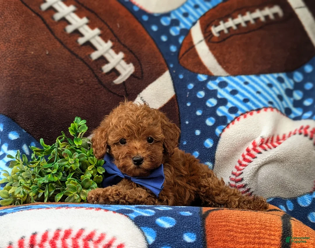 Toy Poodle dogs for sale: Whittaker 7 lbs Full Grown - Ad 7