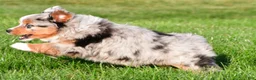 Miniature Australian Shepherd dogs for sale: Anika - Ad 6