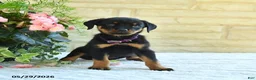Rottweiler dogs for sale: Laurel - Ad 3