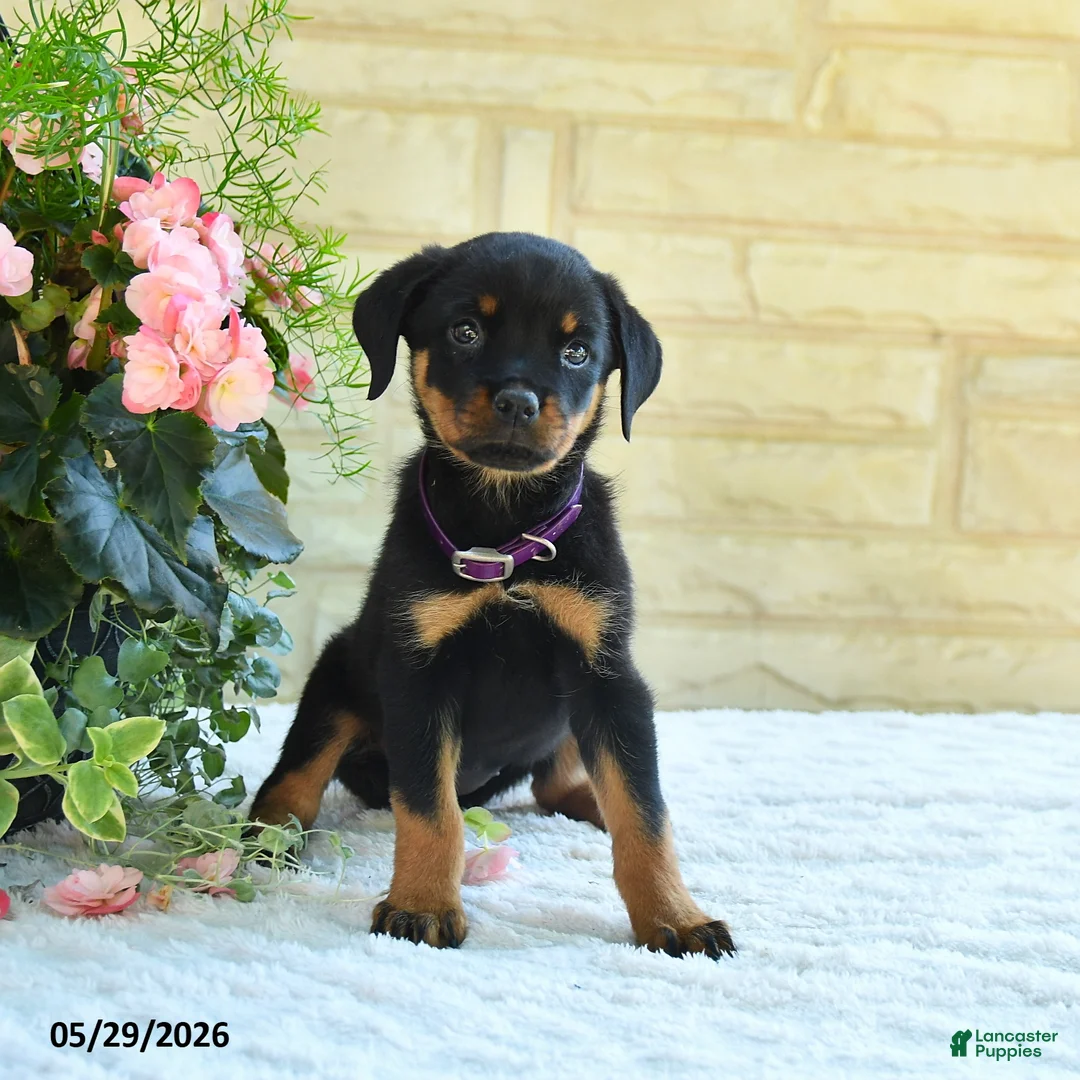 Rottweiler dogs for sale: Laurel - Ad 3