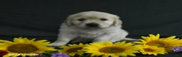 Golden Retriever dogs for sale: Bella   - Ad 4