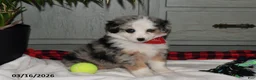 Australian Shepherd dogs for sale: Bessie - Ad 1