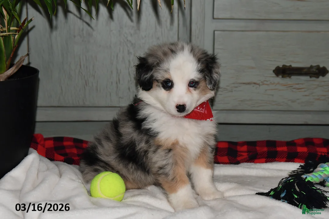 Australian Shepherd dogs for sale: Bessie - Ad 1