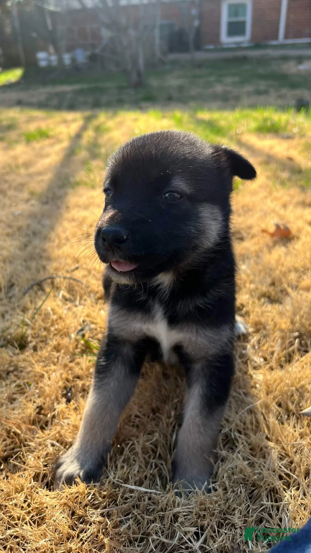 Mixed Breed dogs for sale: Mixed Breed Puppy 4 - Ad 1