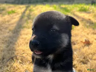 Mixed Breed dogs Mixed Breed Puppy 4 - Ad 18