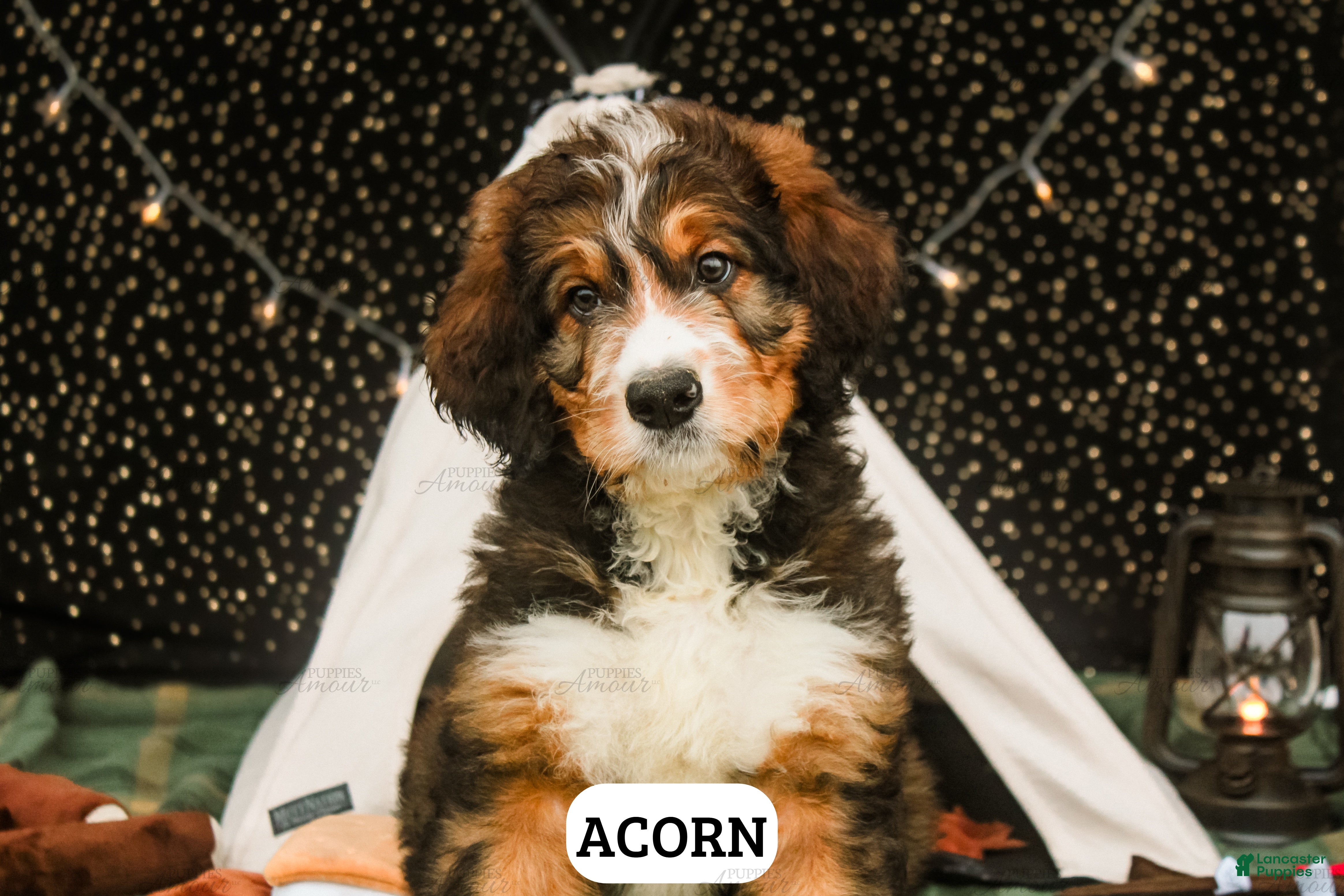 Bernedoodle dogs Acorn - Ad 1