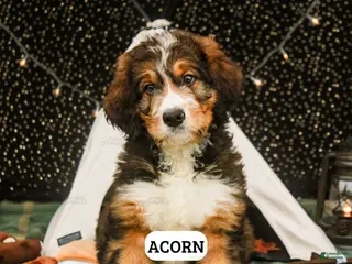 Bernedoodle dogs Acorn - Ad 1