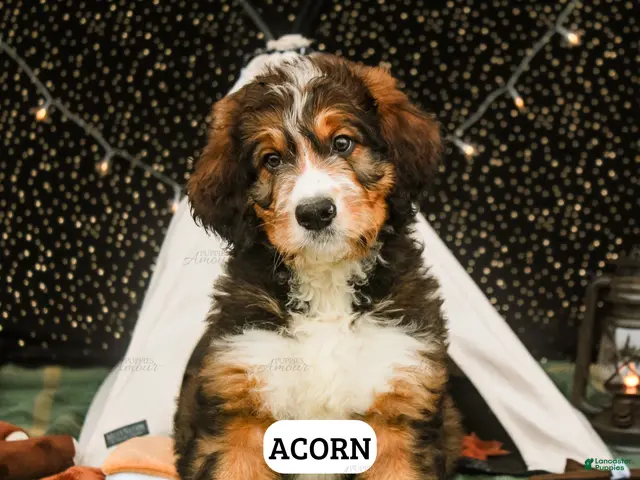 Bernedoodle dogs for sale: Acorn - Ad 1