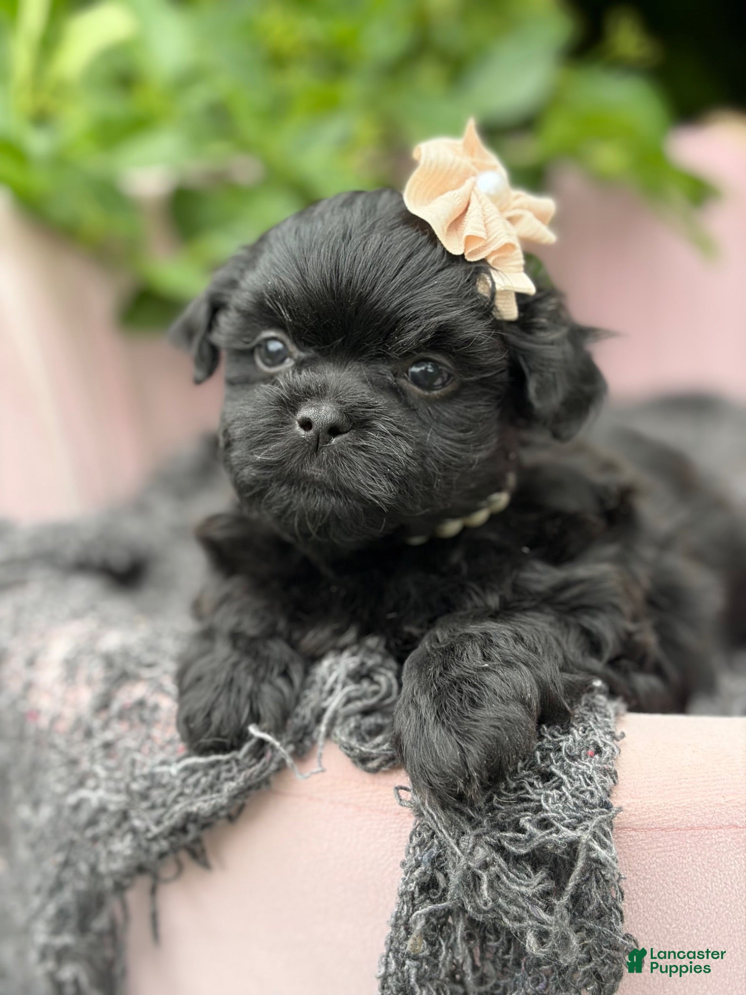Malshi dogs Charlotte - Ad 2