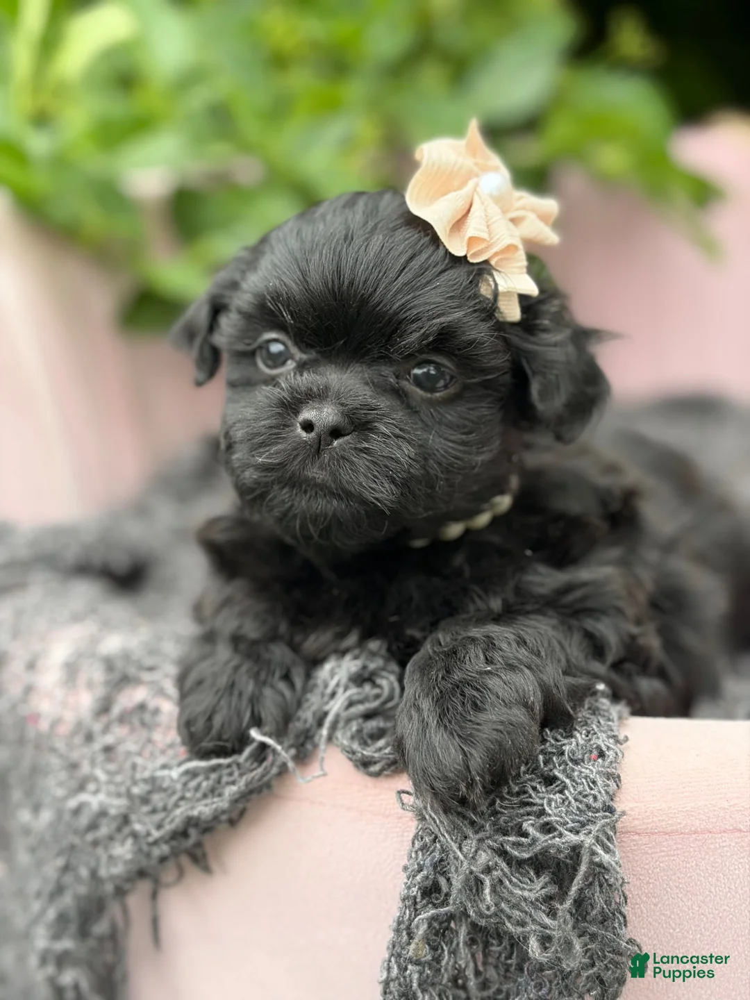 Malshi dogs for sale: Charlotte - Ad 2