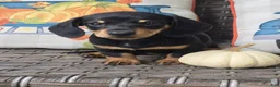 Miniature Dachshund dogs for sale: Dixie  - Ad 3