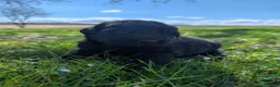Newfoundland dogs for sale: Hero - Ad 24