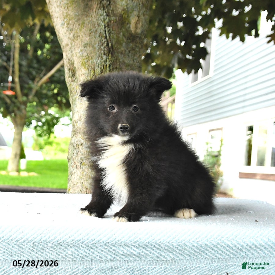 Pomsky dogs Gail - Ad 1