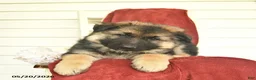 German Shepherd dogs for sale: Colby  - Ad 8