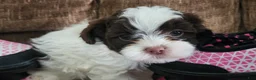 Shihpoo dogs for sale: HARMONY - Ad 1