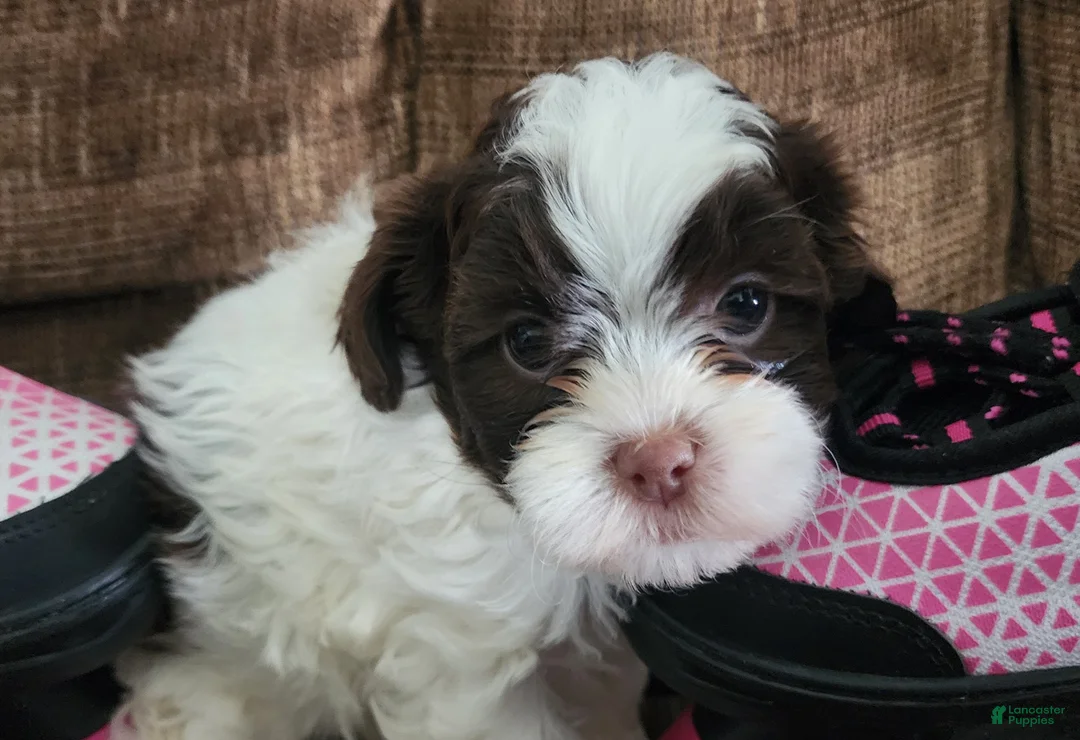 Shihpoo dogs for sale: HARMONY - Ad 1