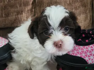 Shihpoo dogs HARMONY - Ad 39