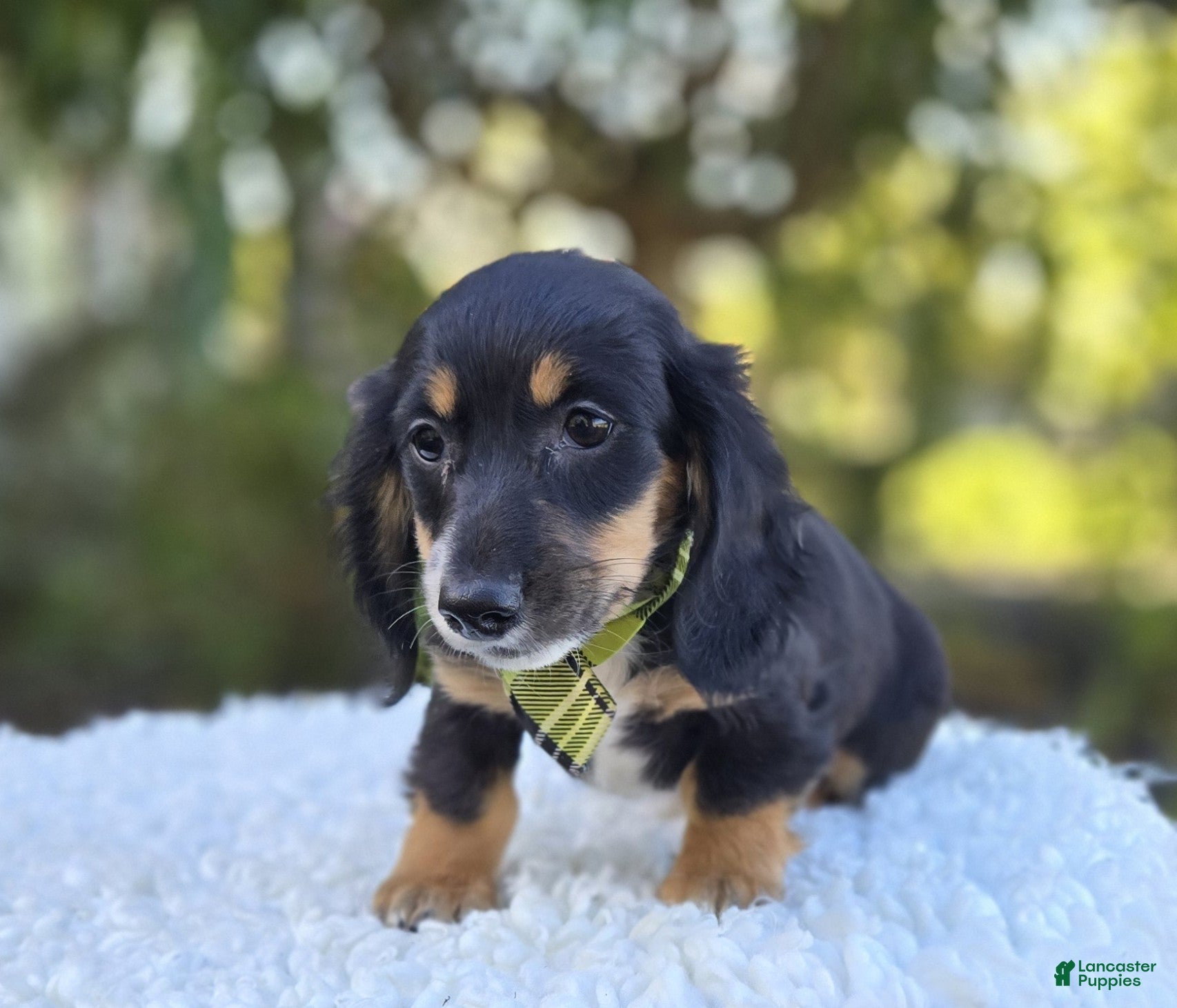 Miniature Dachshund dogs Travis - Ad 2