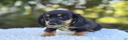 Miniature Dachshund dogs for sale: Travis - Ad 2