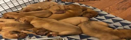 Dogue De Bordeaux dogs for sale: Dogue De Bordeaux Puppy 5 - Ad 98