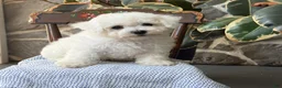 Bichon Frise dogs for sale: Jeffrey - Ad 11