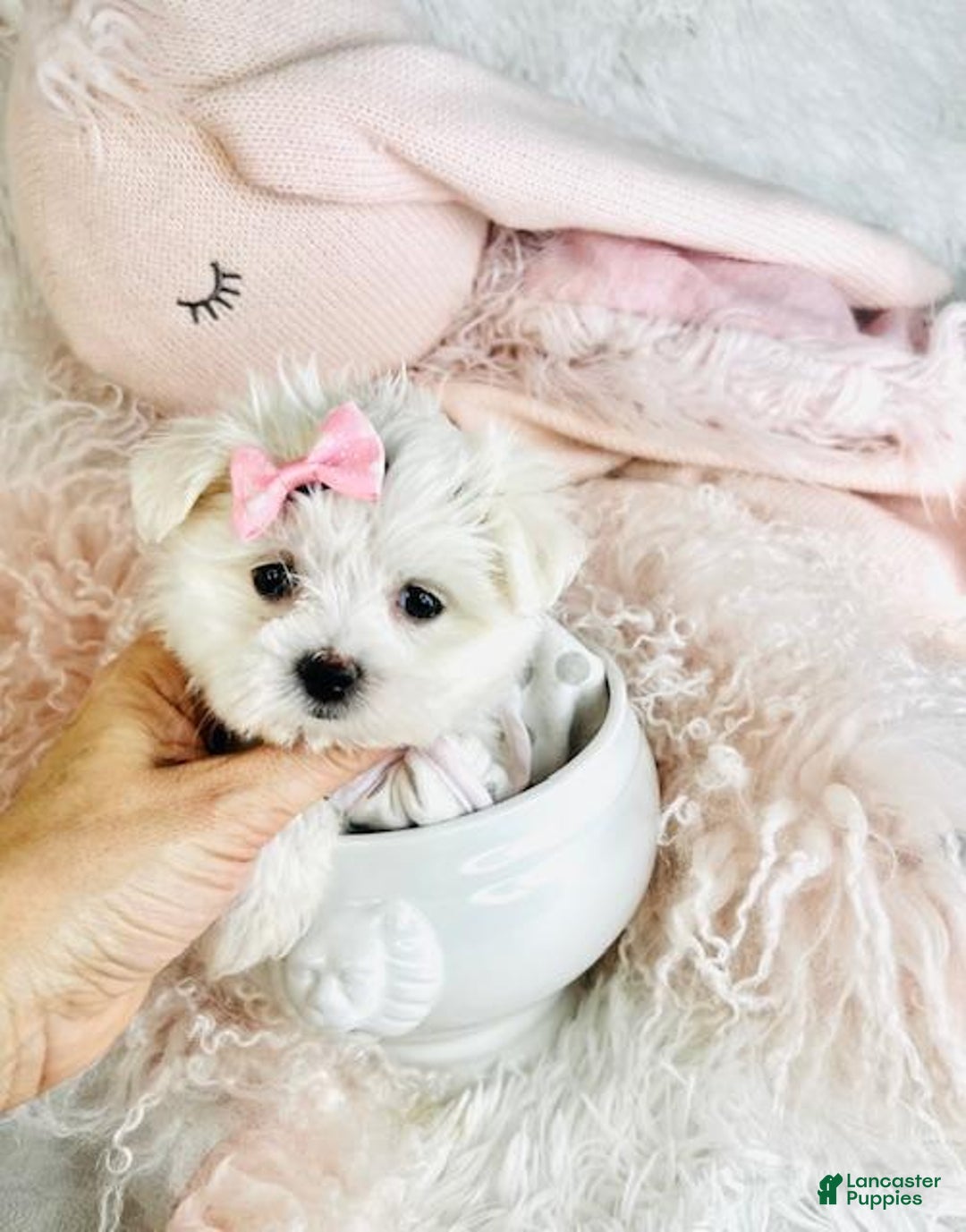Maltese dogs for sale: Teacup Maltese Puppy 1 - Ad 2