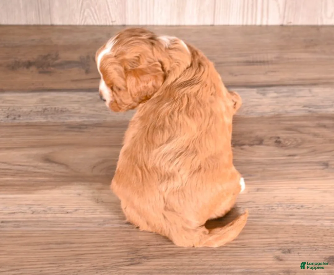 Cavapoo dogs for sale: Tony - Ad 2