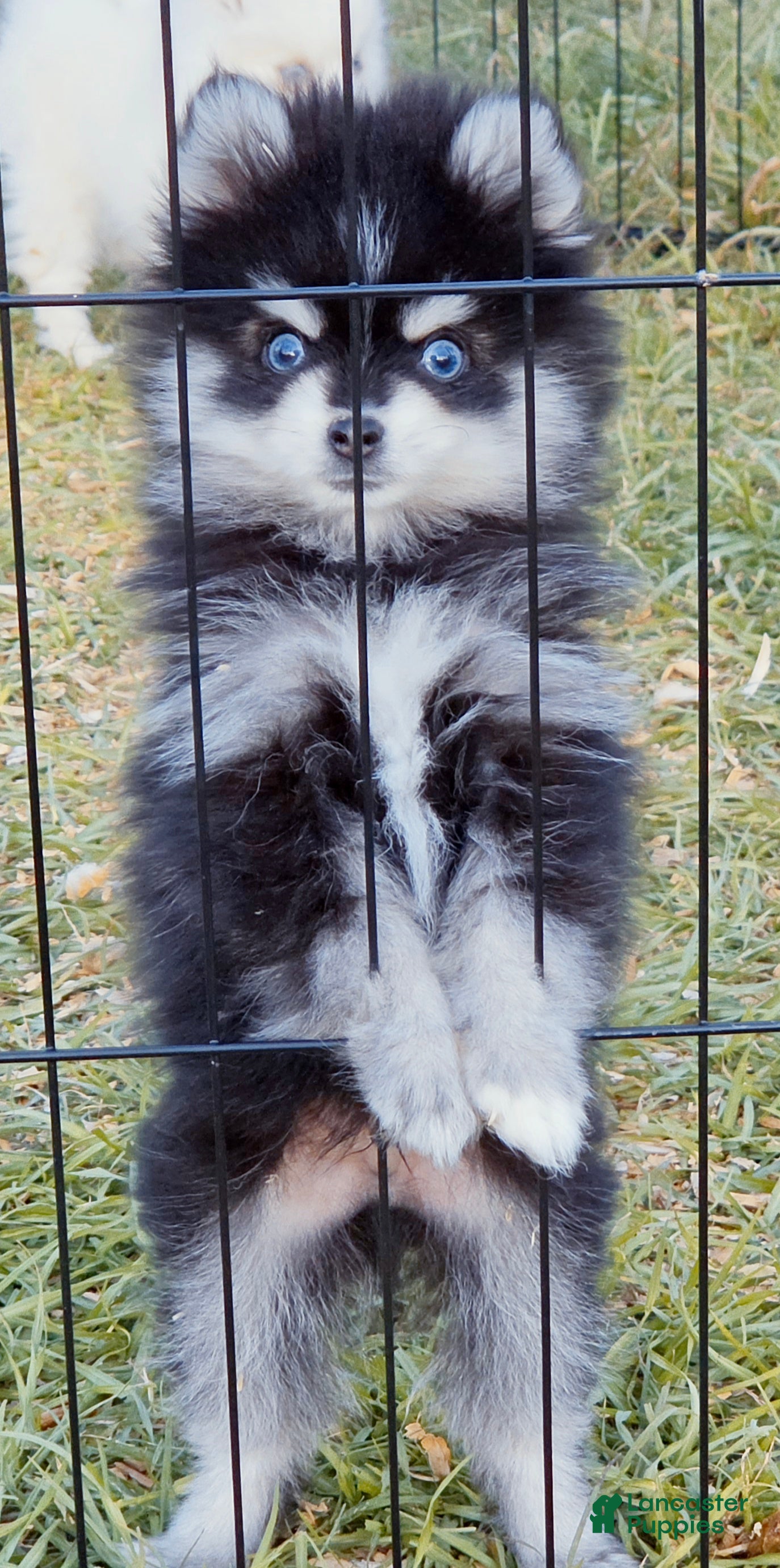 Pomsky dogs Meeko Raccoon - Ad 2