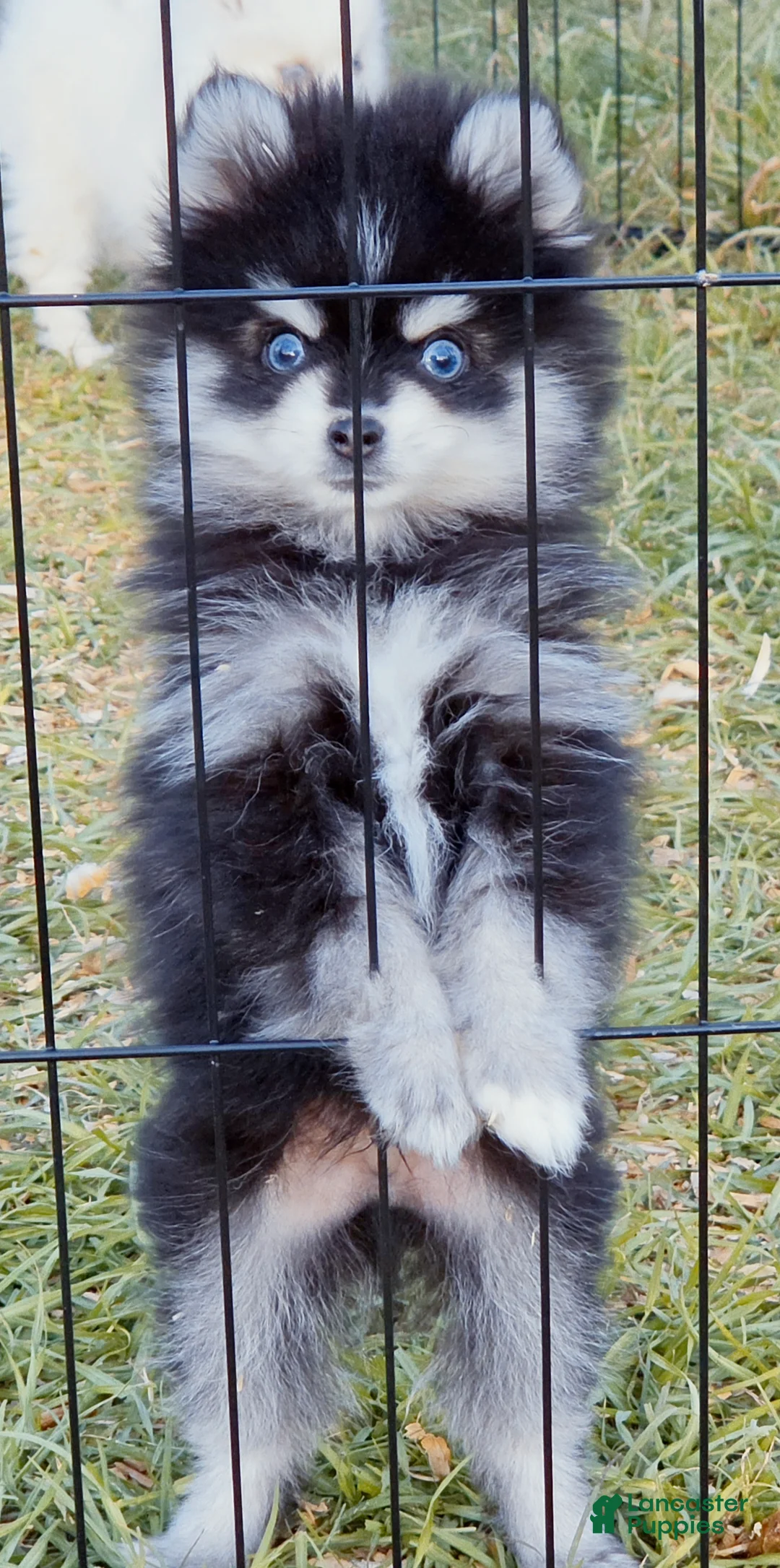 Pomsky dogs for sale: Meeko Raccoon - Ad 2