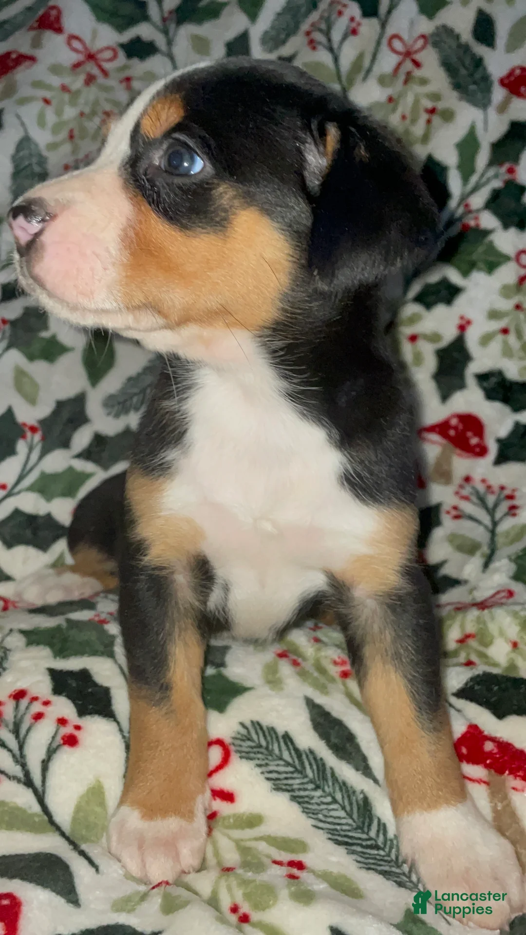 Greater Swiss Mountain Dog dogs for sale: Holly  - Ad 13