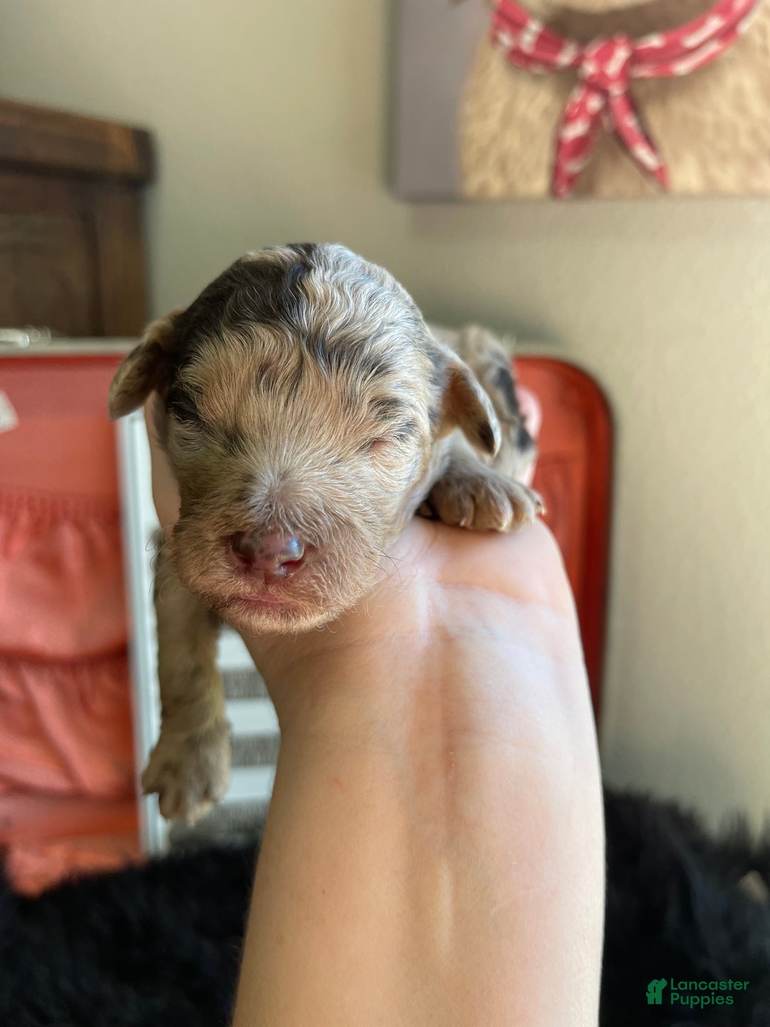 Miniature Poodle dogs for sale: Akc Chocolate Merle Phantom boy 2 - Ad 27