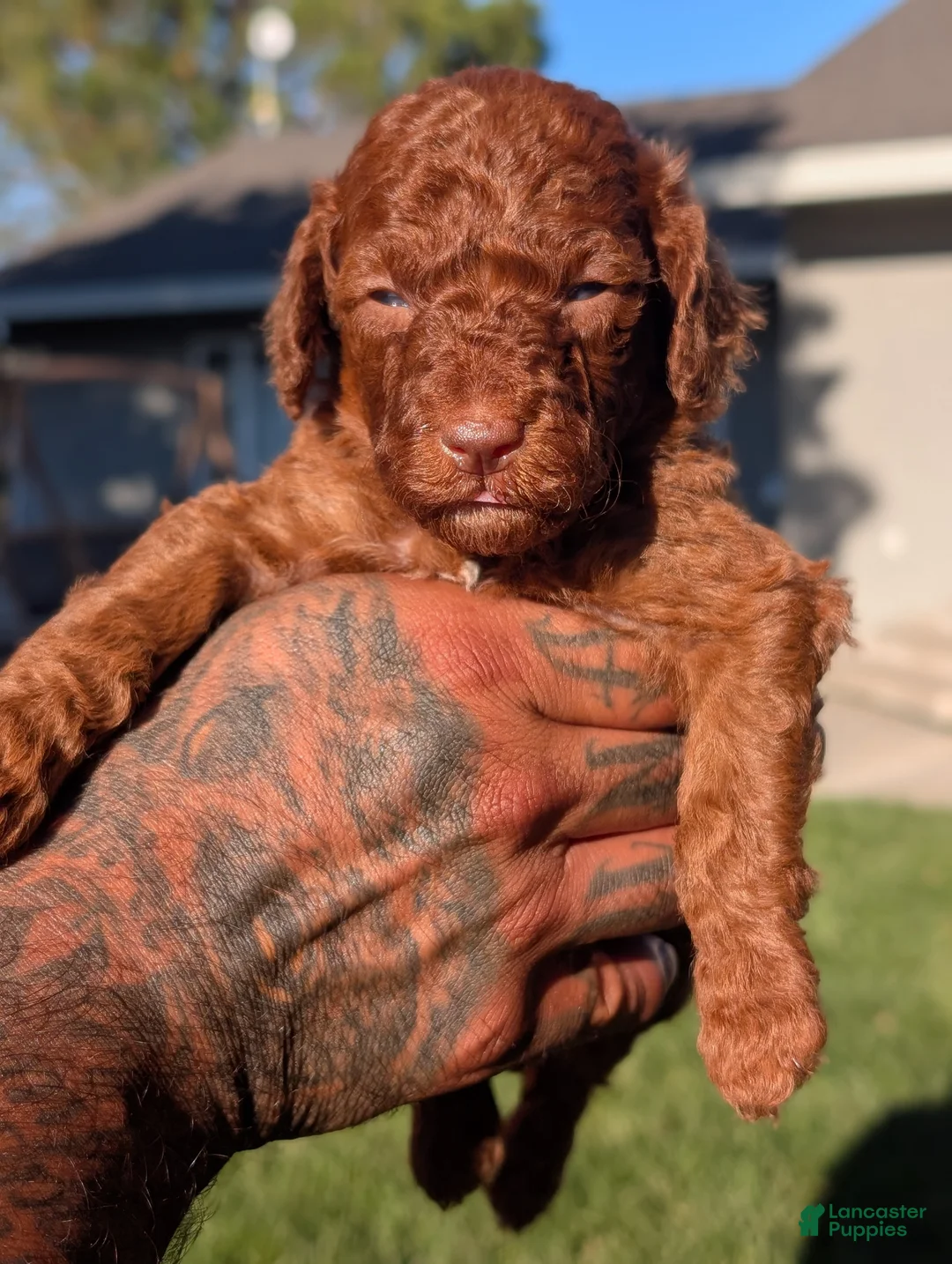 Mini Goldendoodle dogs for sale: CINNAMON  - Ad 2