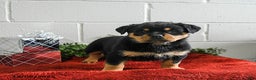 Rottweiler dogs for sale: Gracie - Ad 5