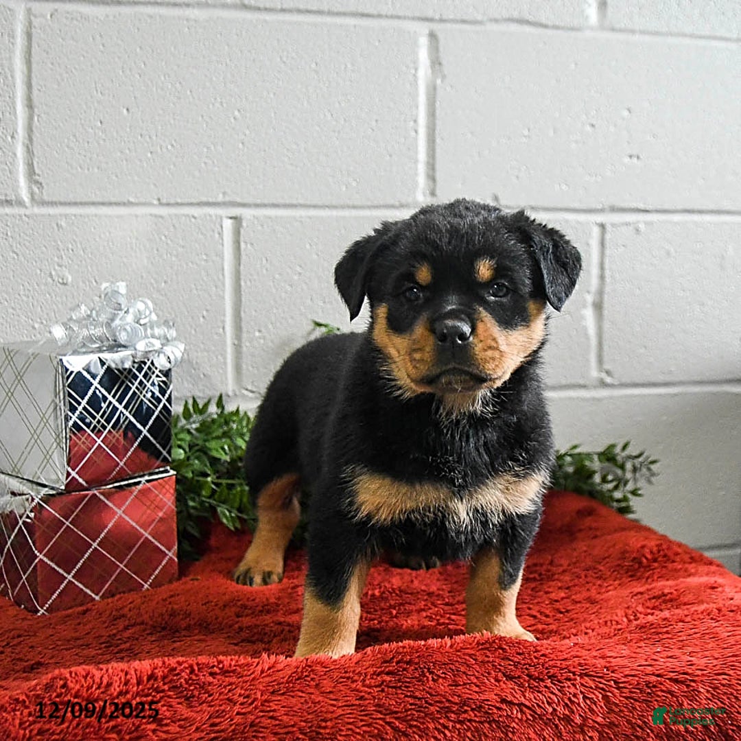 Rottweiler dogs for sale: Gracie - Ad 5