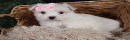 Maltese dogs for sale: ANGIE - Ad 3
