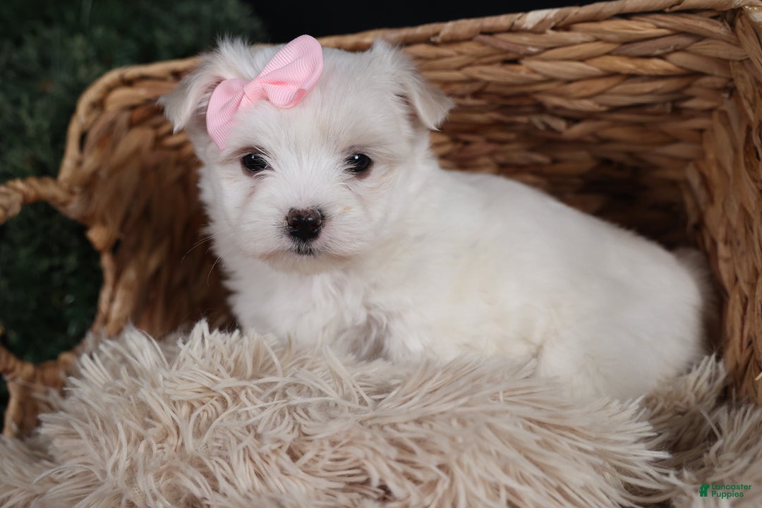 Maltese dogs for sale: ANGIE - Ad 3