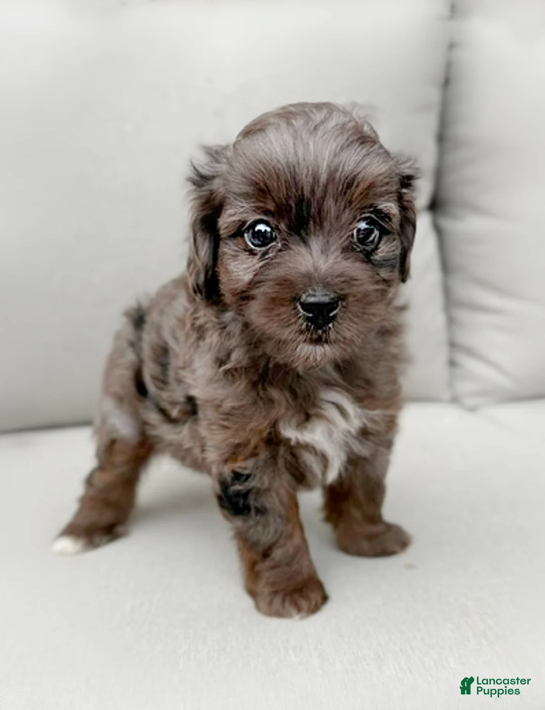 Mini Aussiedoodle dogs for sale: Force (TINY) - Ad 1