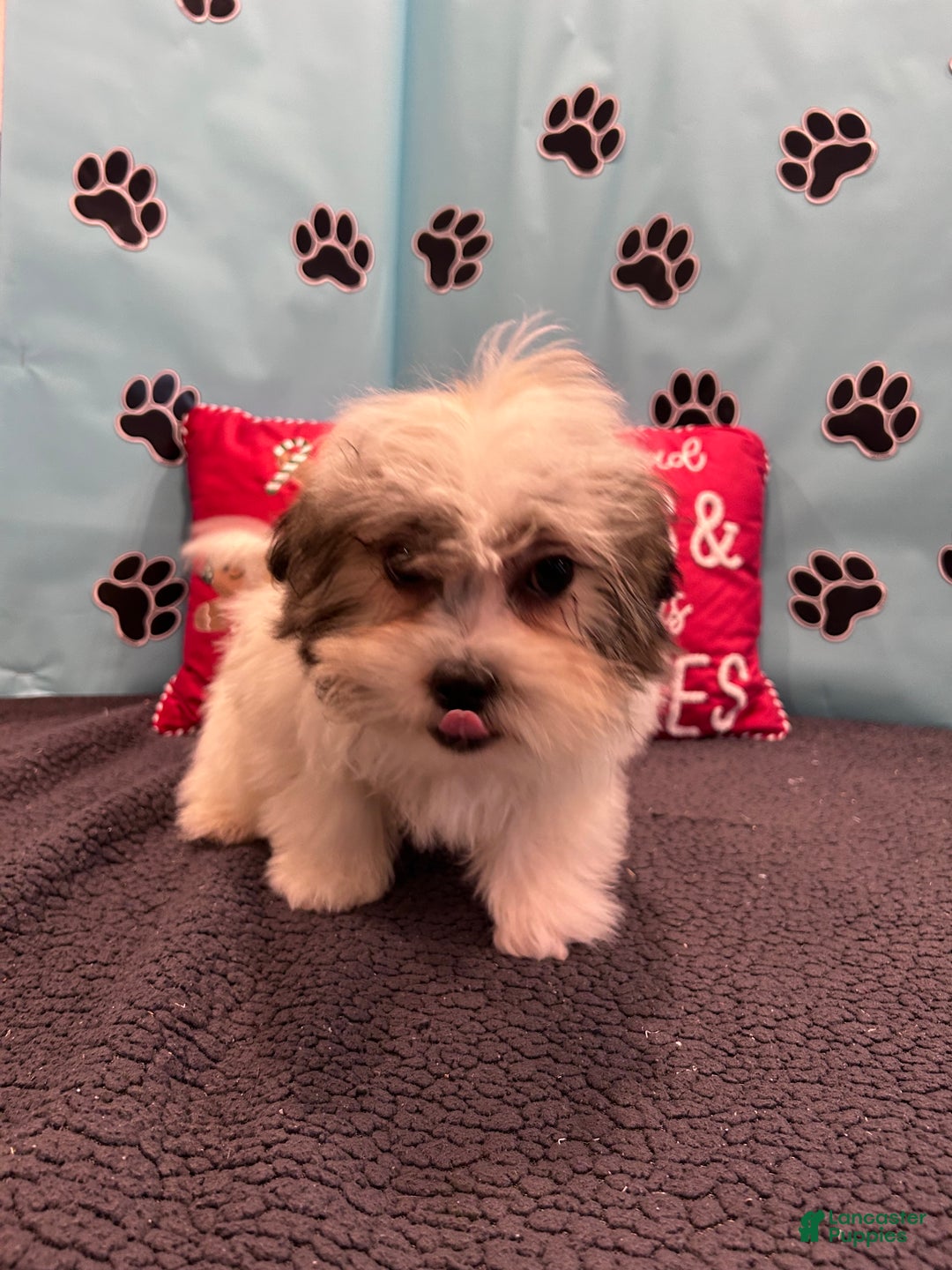 Teddy Bear dogs for sale: Royal  - Ad 11