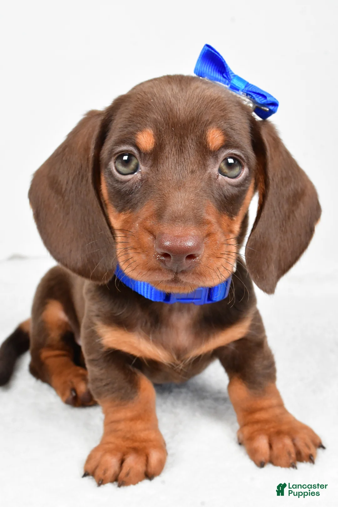 Miniature Dachshund dogs for sale: Teddy - Ad 6