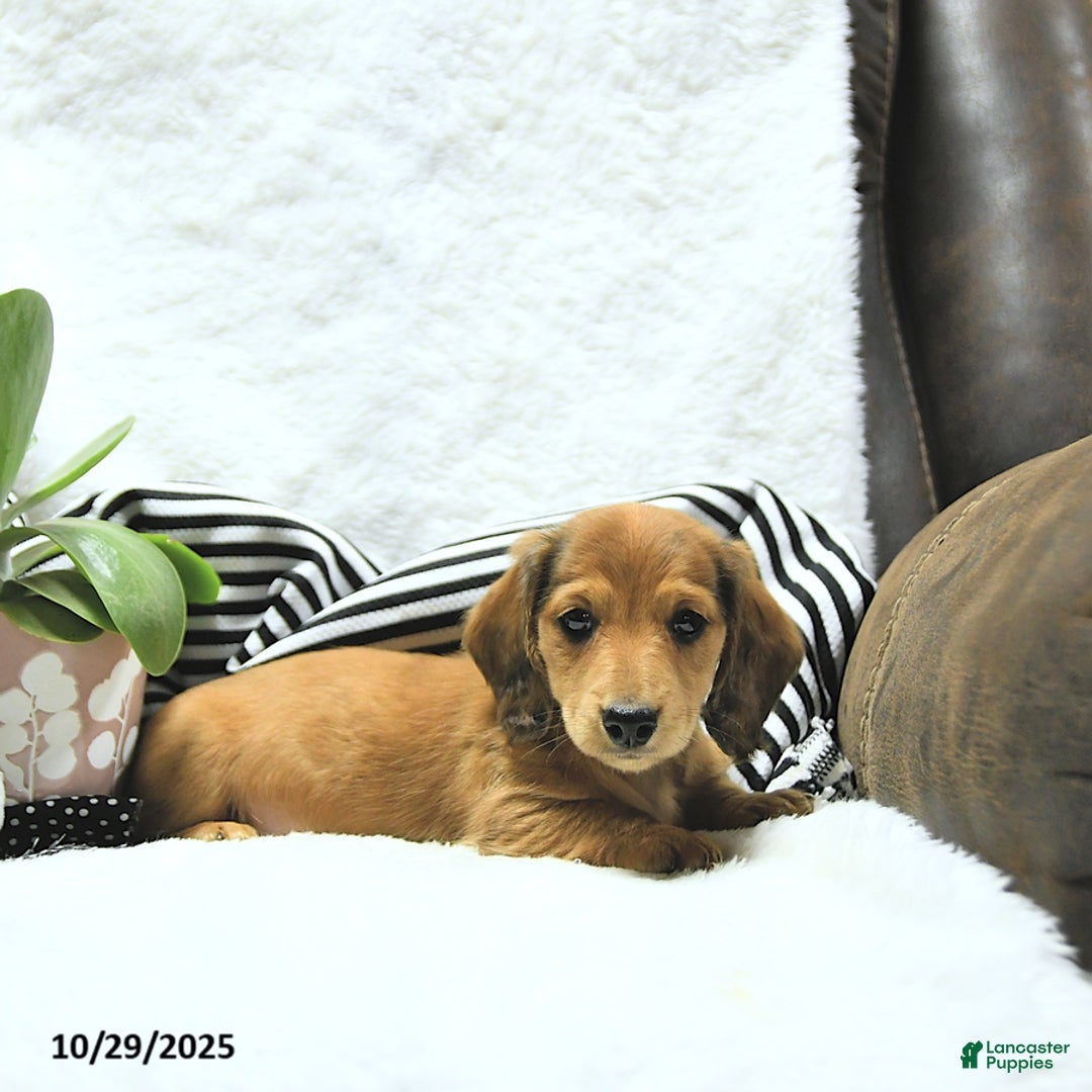 Miniature Dachshund dogs for sale: Asher - Ad 15