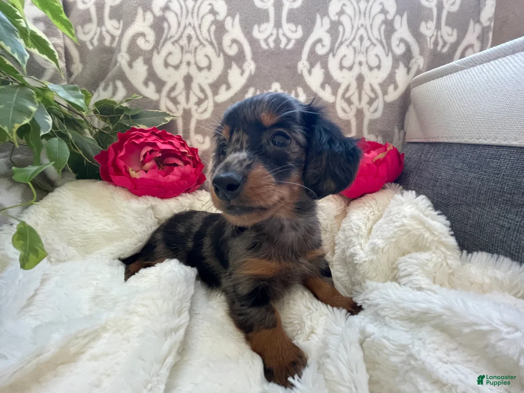 Miniature Dachshund dogs for sale: Crystal - Ad 6