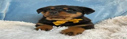 Rottweiler dogs for sale: Sidney - Ad 10